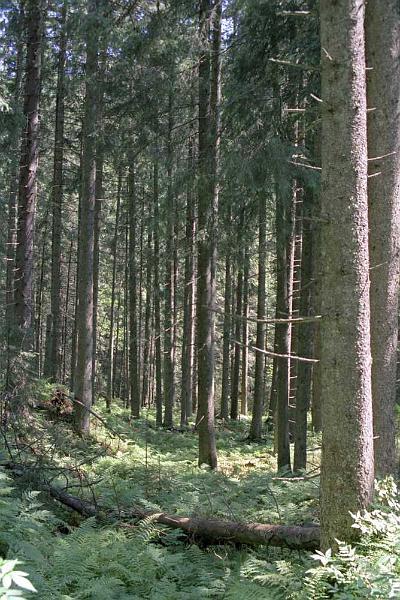 tatry0005.jpg